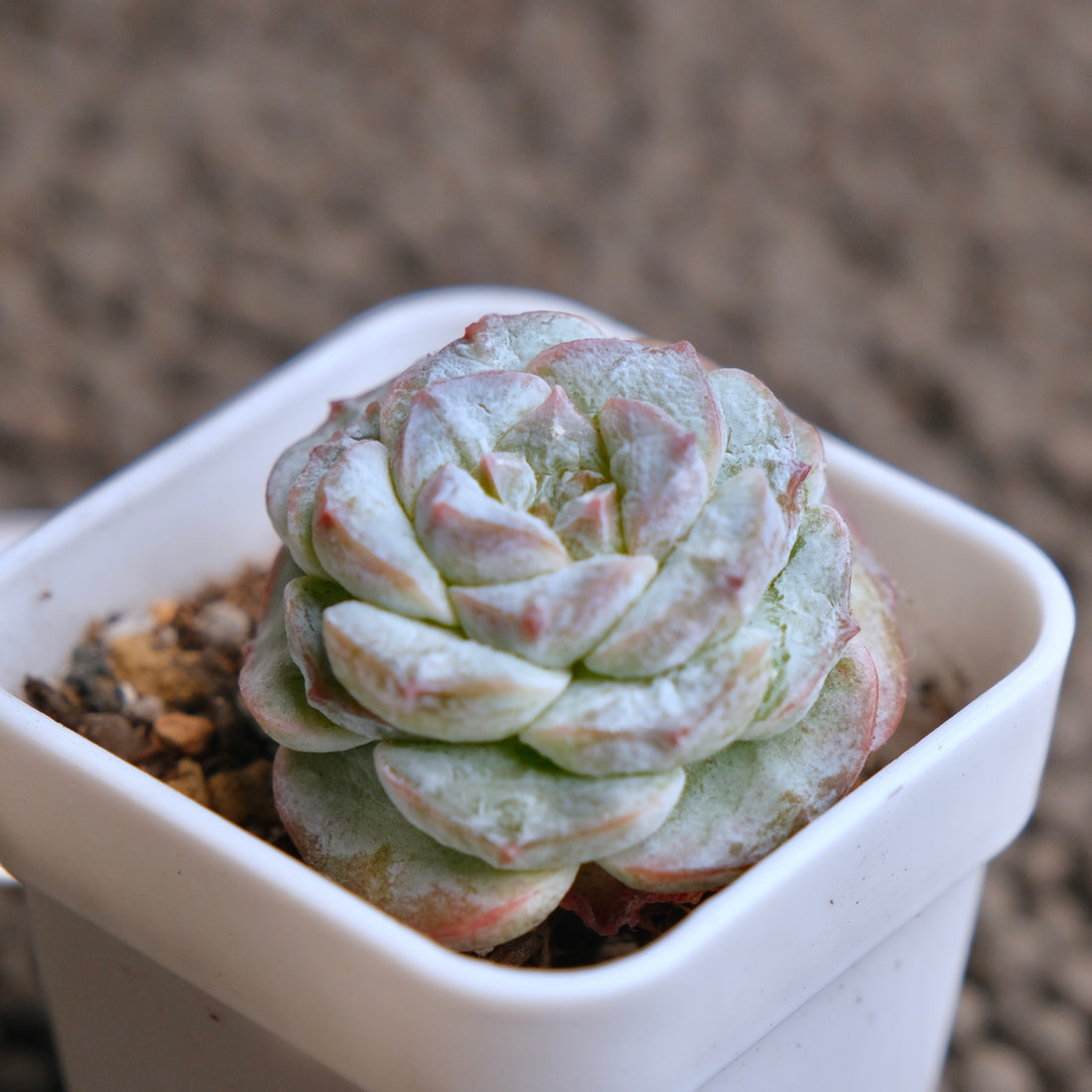 Echeveria Icy Snow (Monstrose) type B Imported Succulent Plant - B