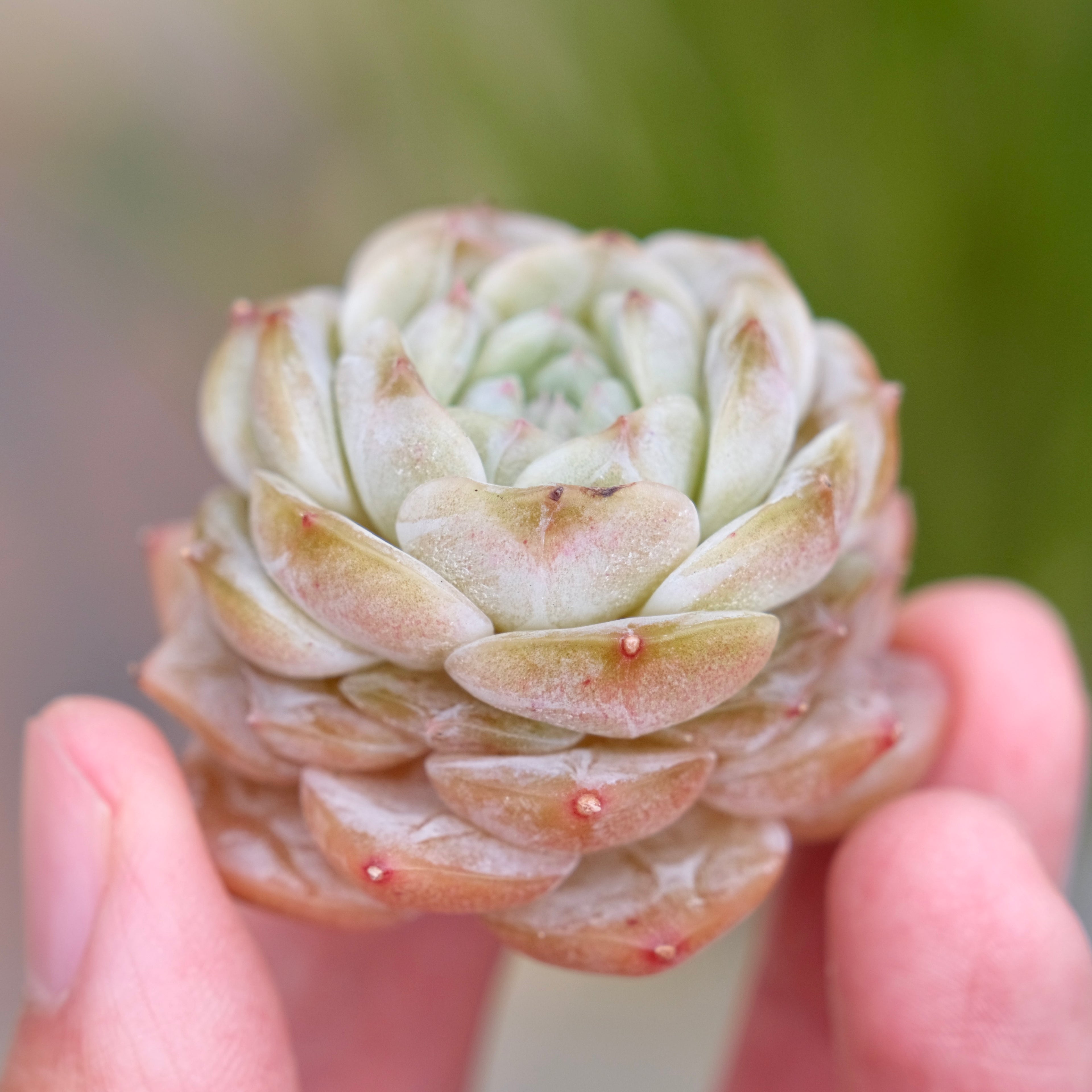 Echeveria Pure Love Korean Succulent Plant Changhee hybrid