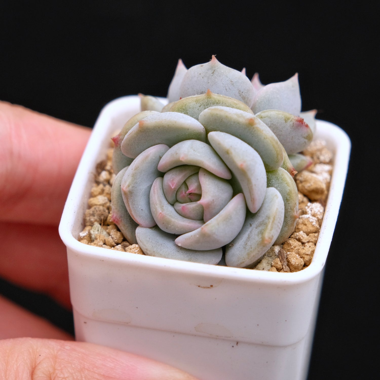 Echeveria White Sand Monroe Baby Korean Succulent Plant *Very Rare*