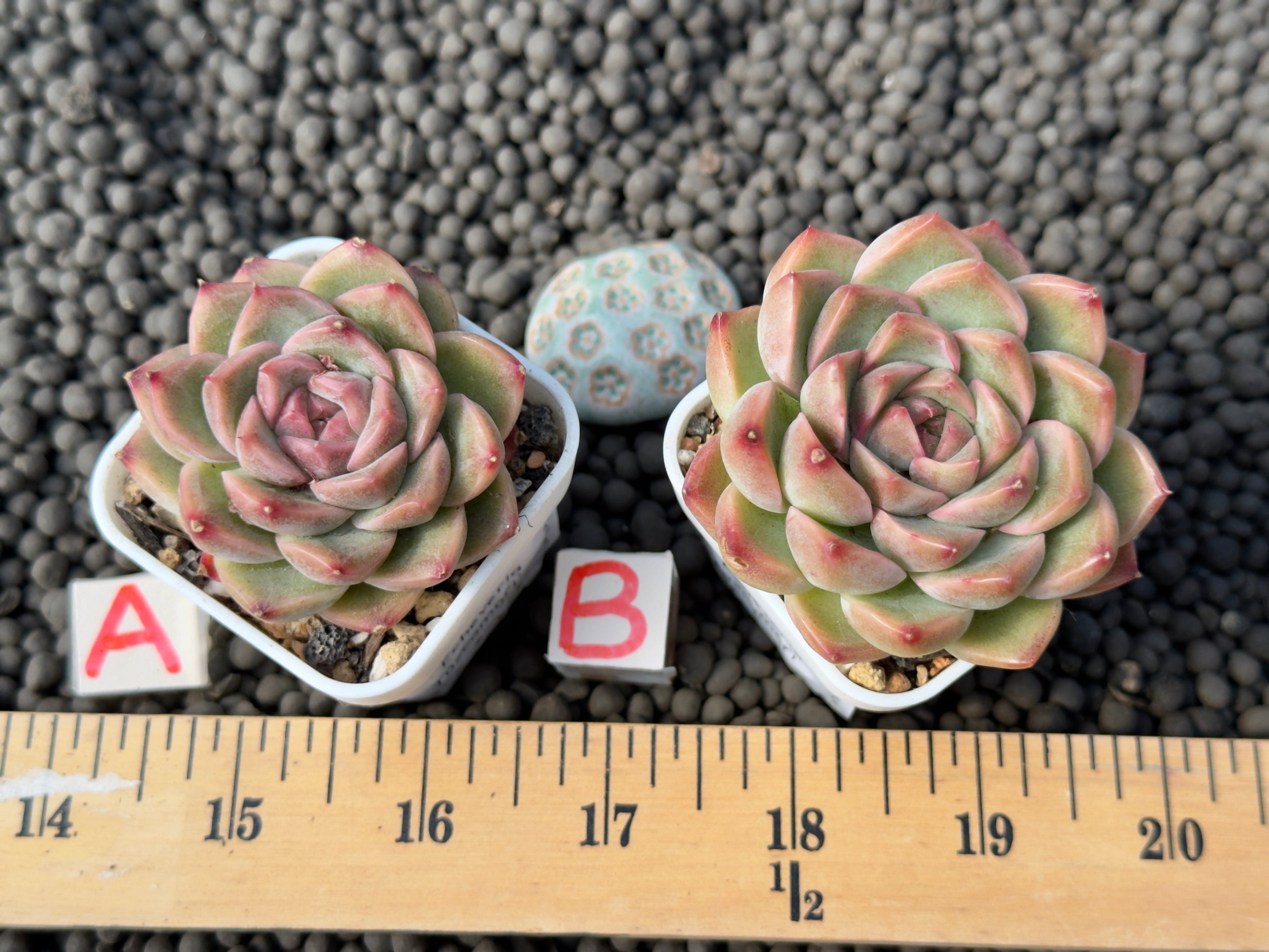 Echeveria Toscamori Korean Succulent Plant