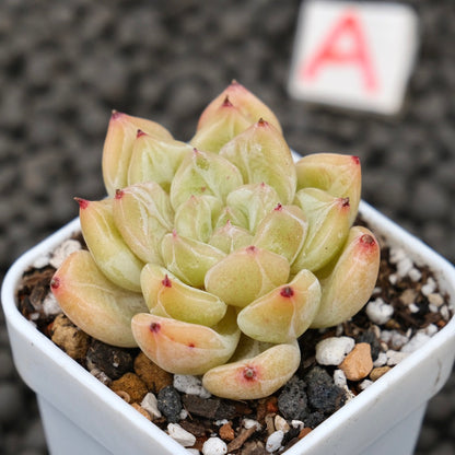 Echeveria Praha Korean Succulent Plant Hwaga Hybrid