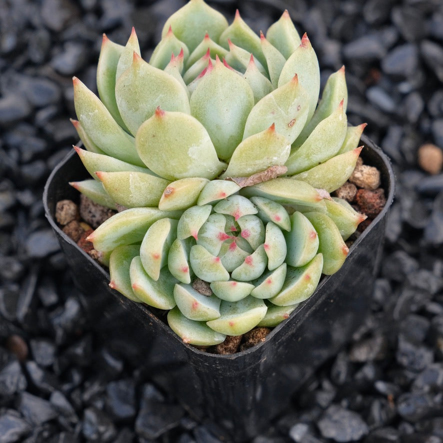 Echeveria J Crown B Changhee hybrid Korean Succulent Plant