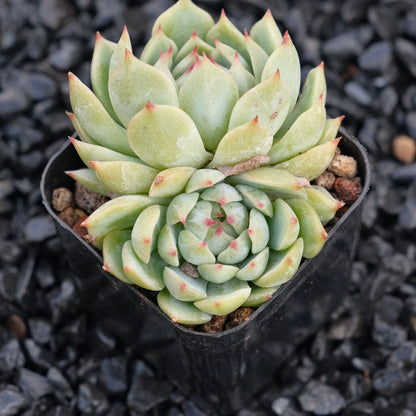 Echeveria J Crown B Changhee hybrid Korean Succulent Plant