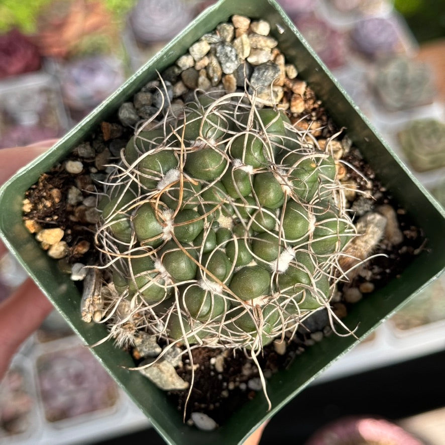 Gymnocalycium sp Cactus Plant