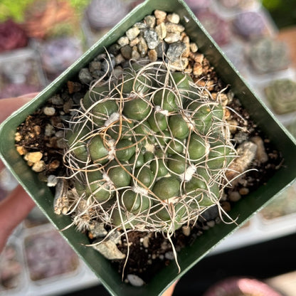 Gymnocalycium sp Cactus Plant