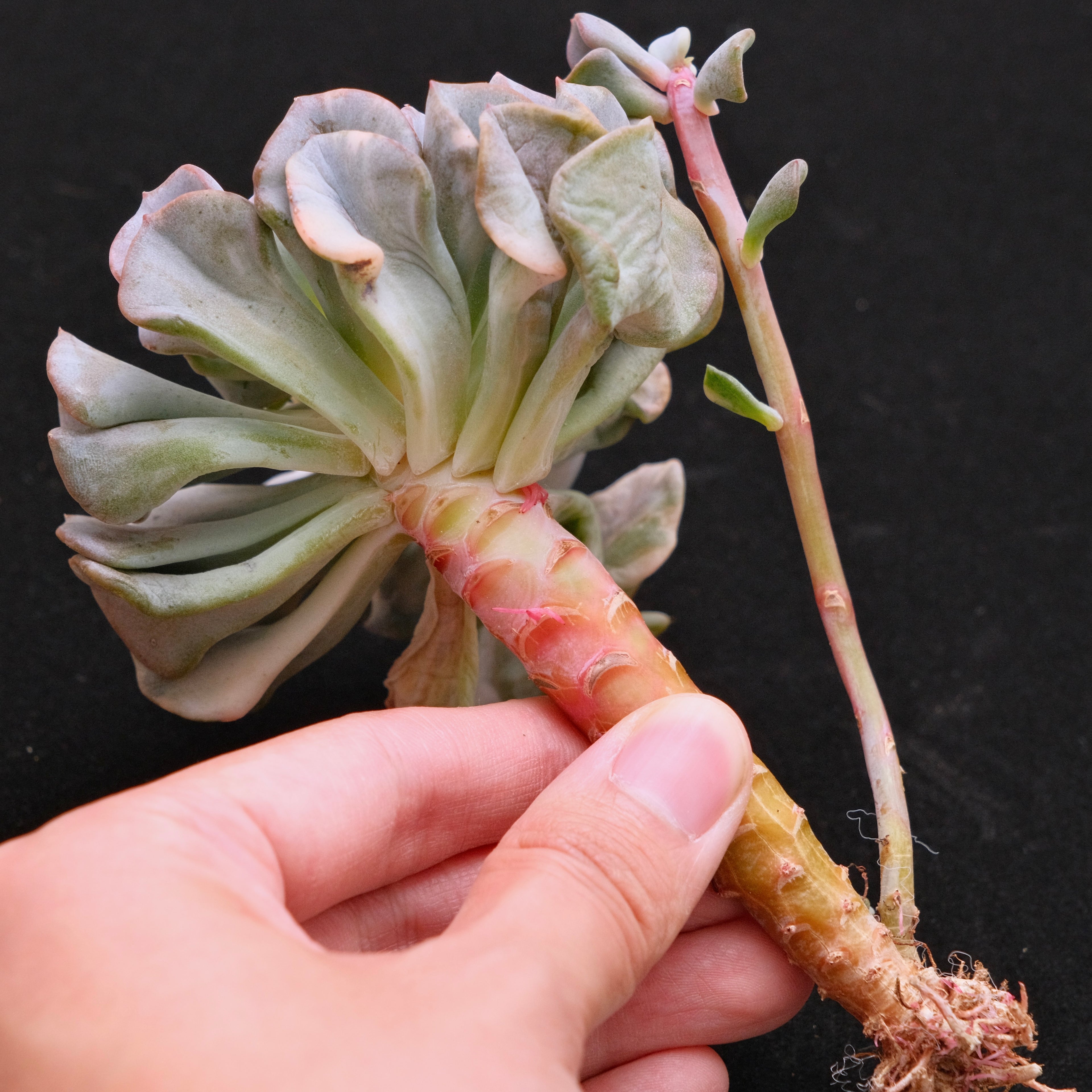 Variegated Echeveria Cubic Frost Korean Succulent Plant 雪精灵锦