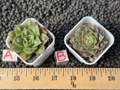 Echeveria Longissima Bumps Imported Succulent Plant