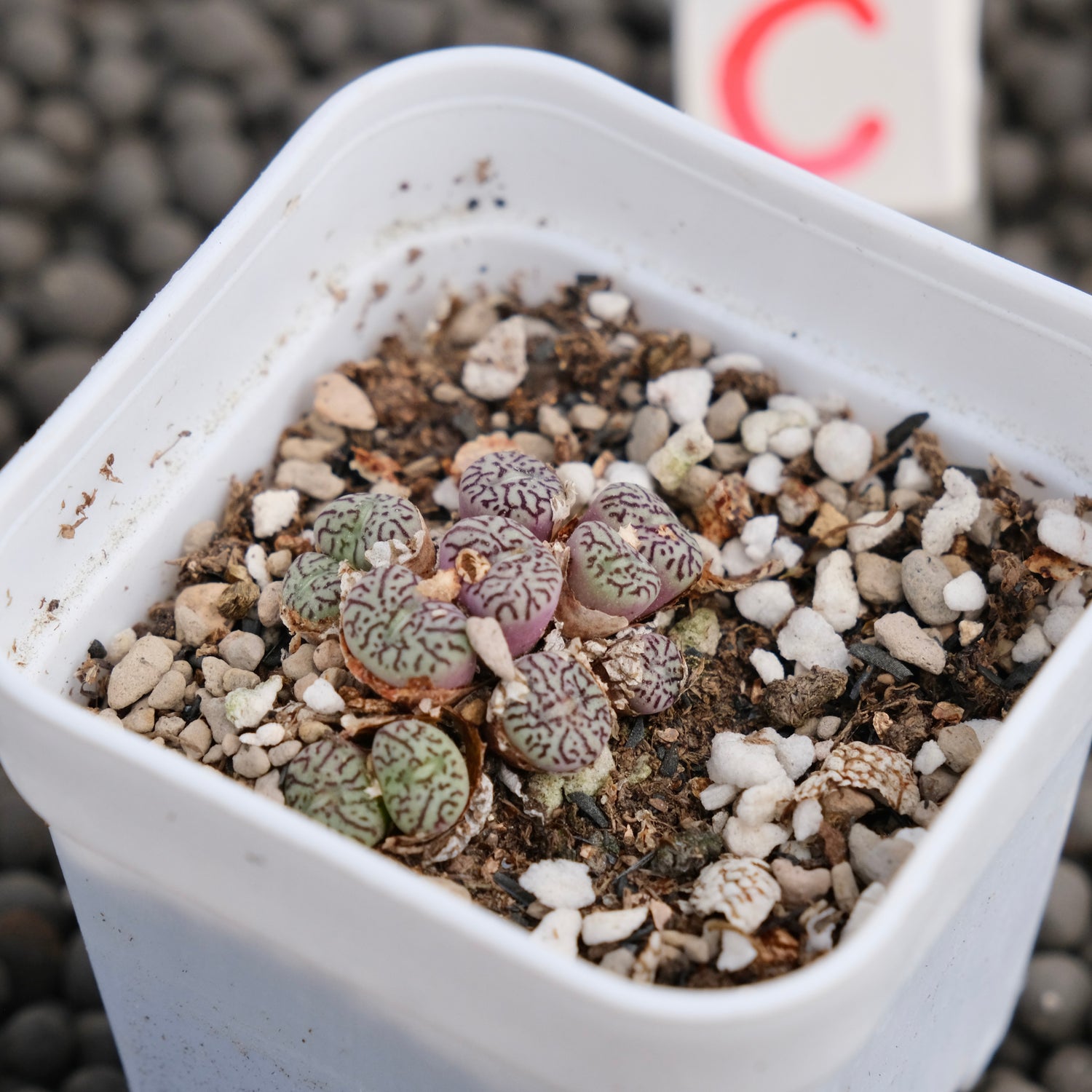 Conophytum minimum wittebergense Imported Succulent Plant