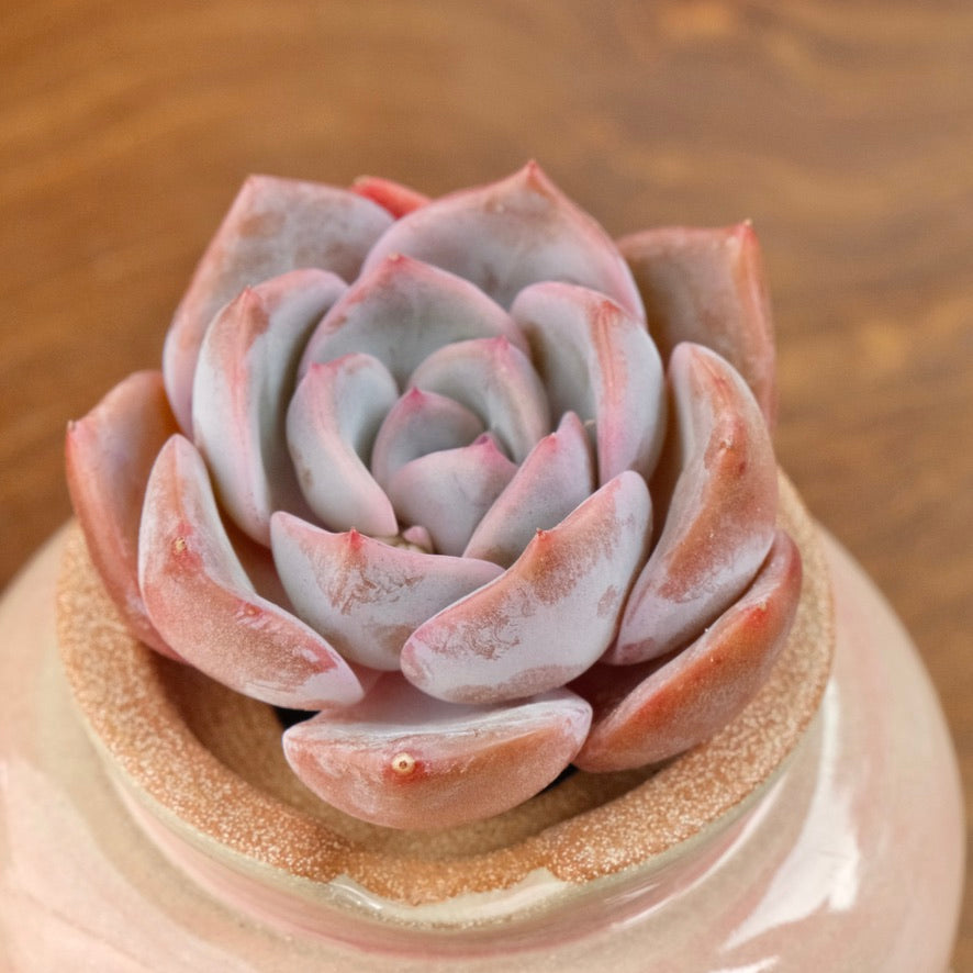 Echeveria Charming Stone Korean Succulent Plant