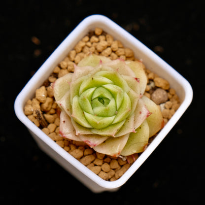 Echeveria Andres baby Korean Succulent Plant