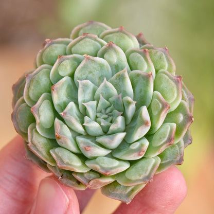 Echeveria Hearts Choice Korean Succulent Plant