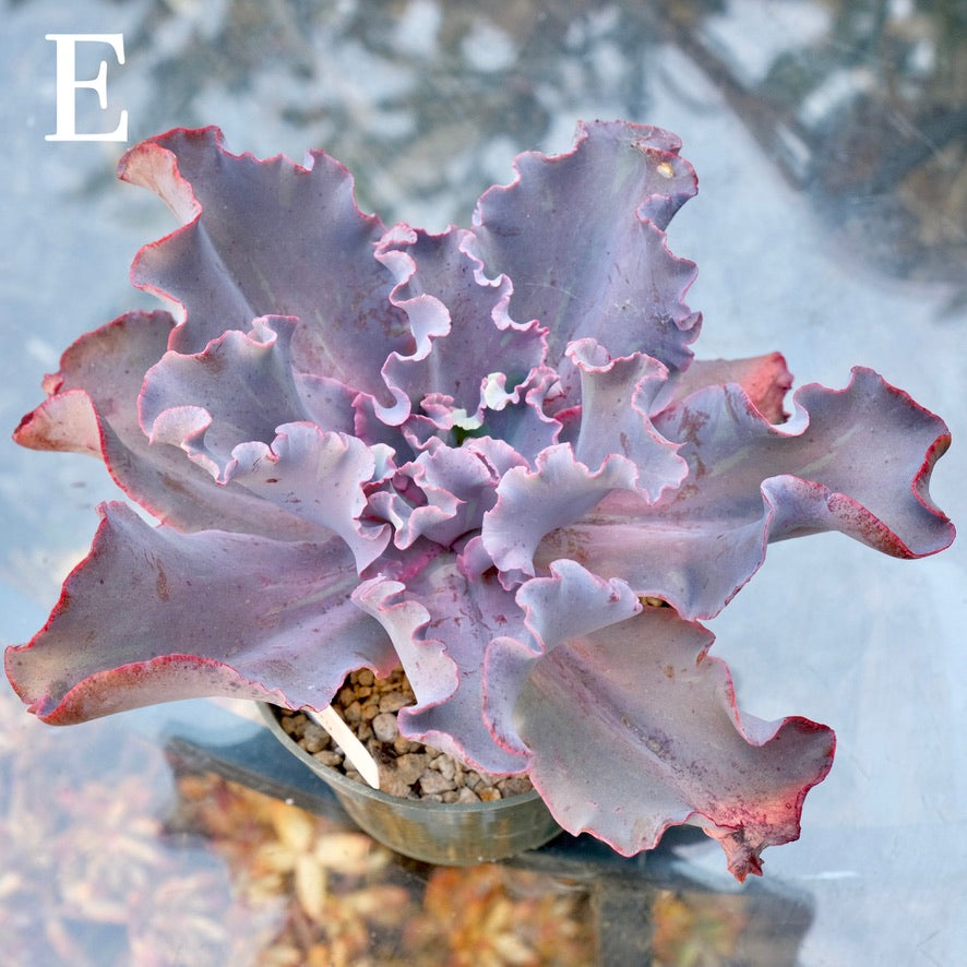 Variegated Echeveria Fury - Rare hybrid - E