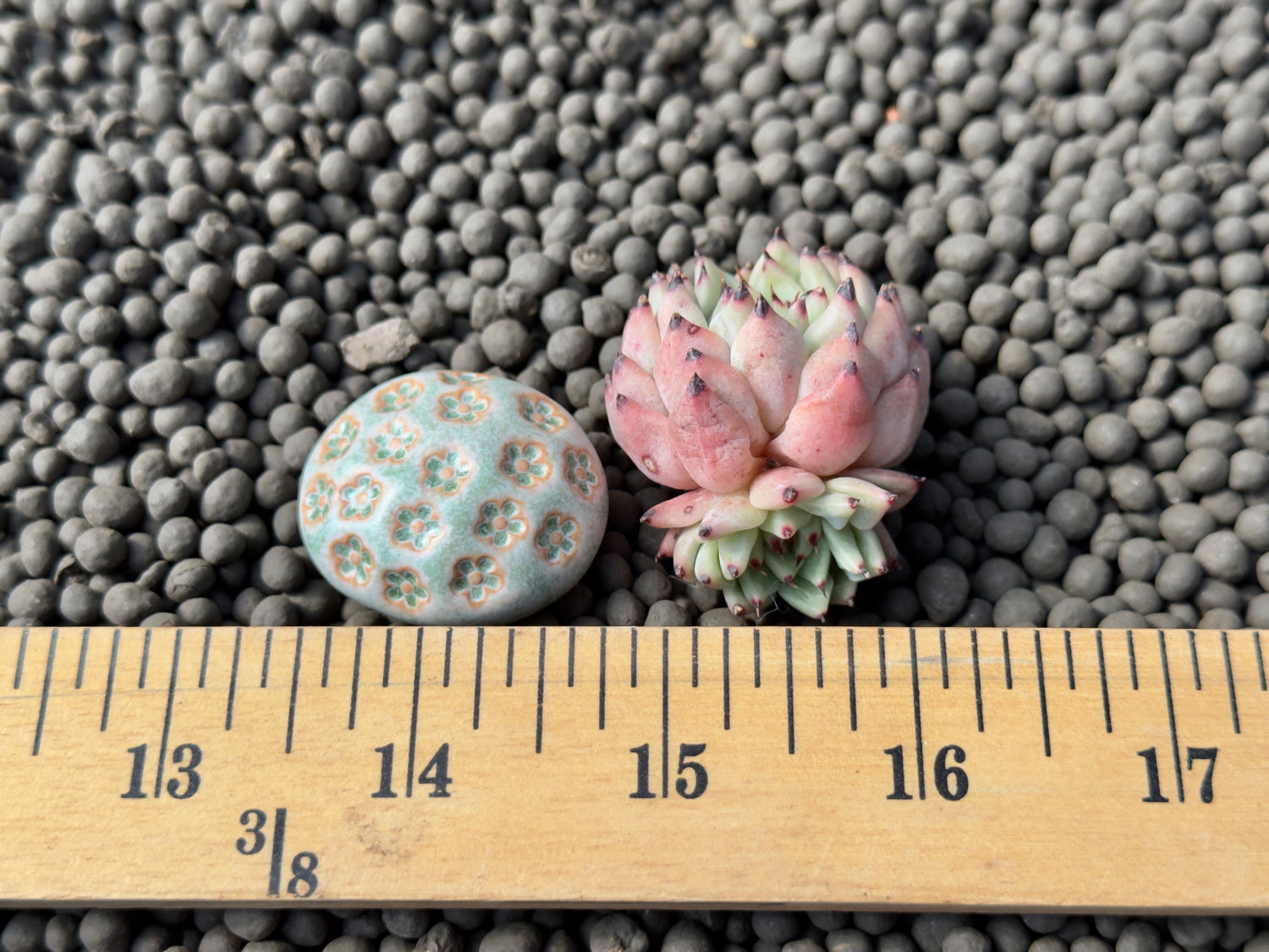 Echeveria zaragoza Korean Succulent Plant