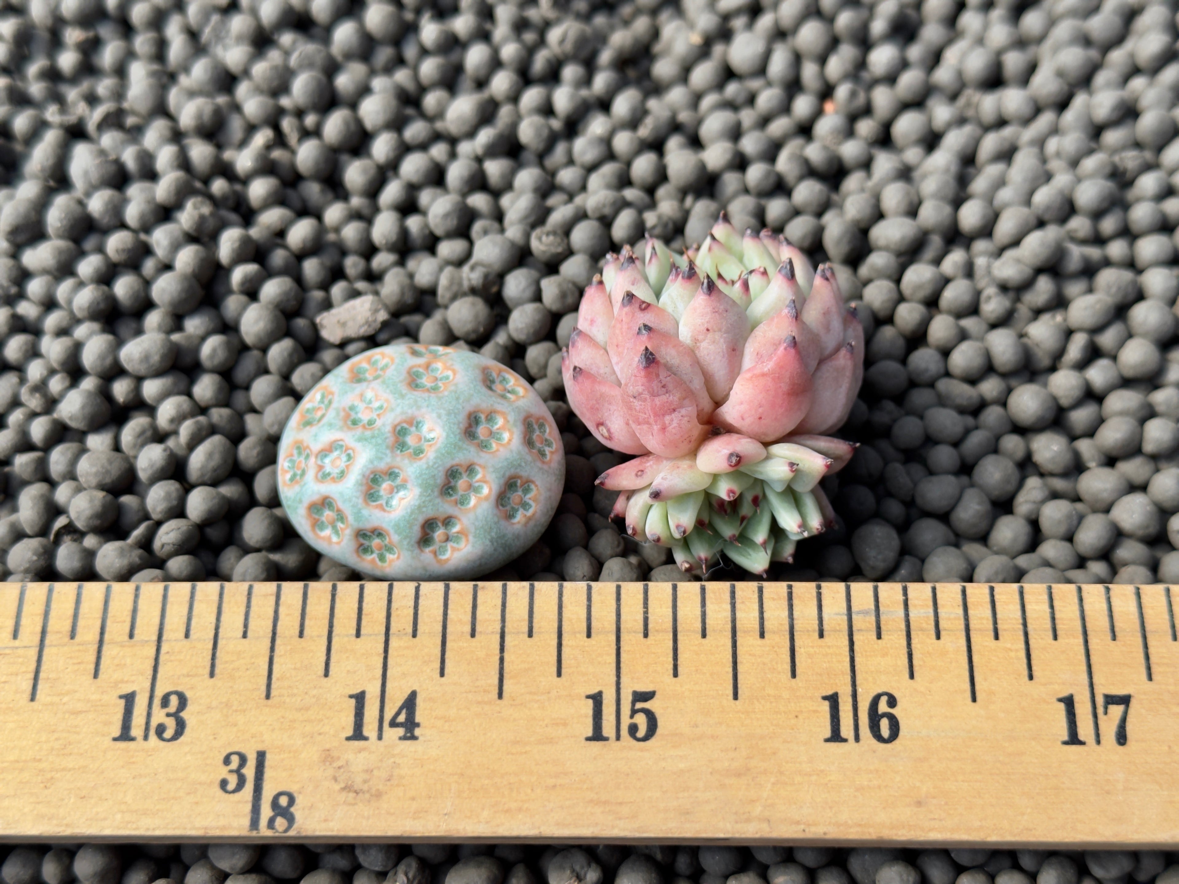 Echeveria zaragoza Korean Succulent Plant