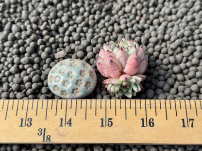 Echeveria zaragoza Korean Succulent Plant