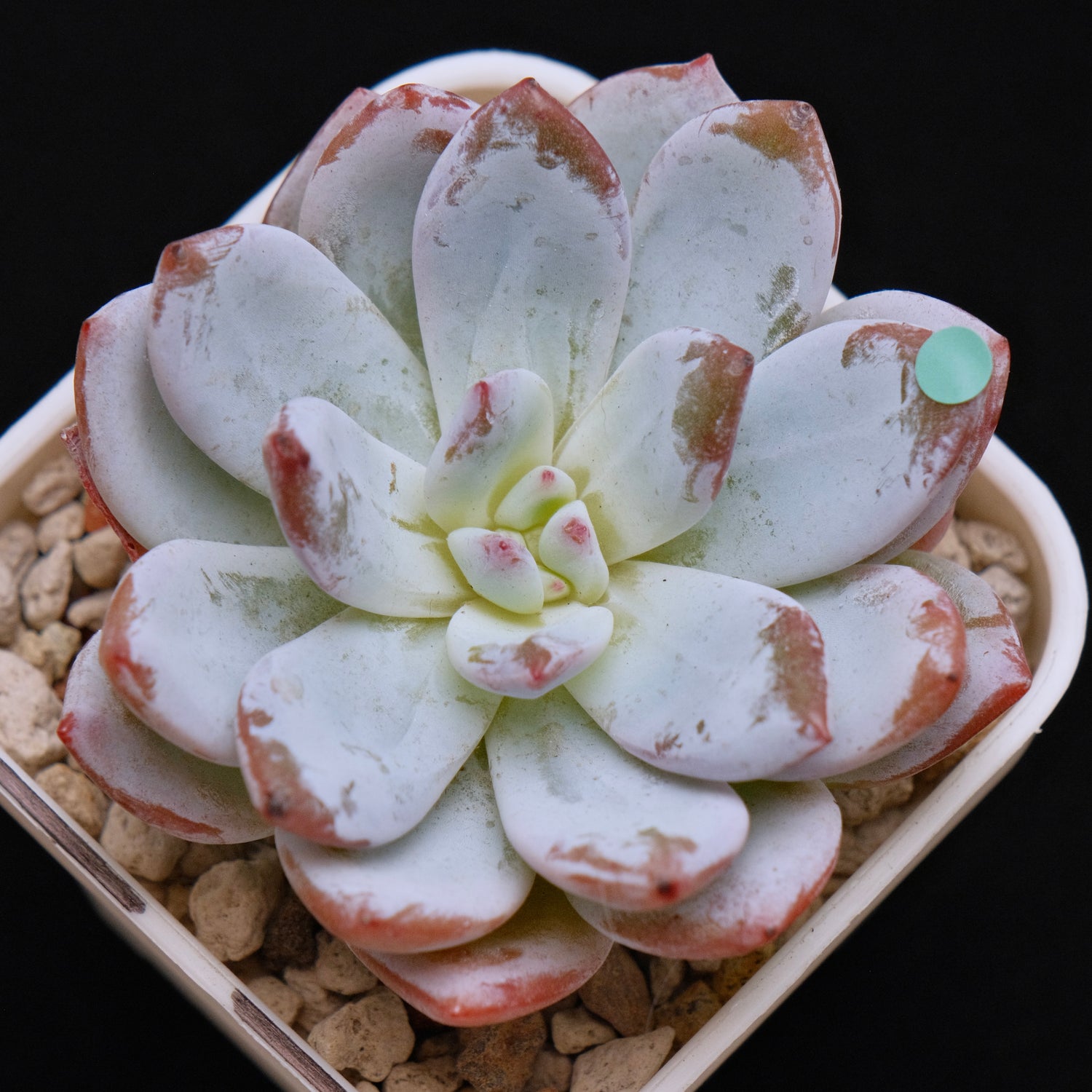 Echeveria Sang-A Korean Succulent Plant