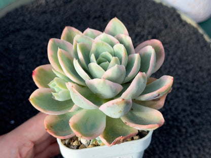 Variegated Echeveria Pink Vera Korean Succulent Plant