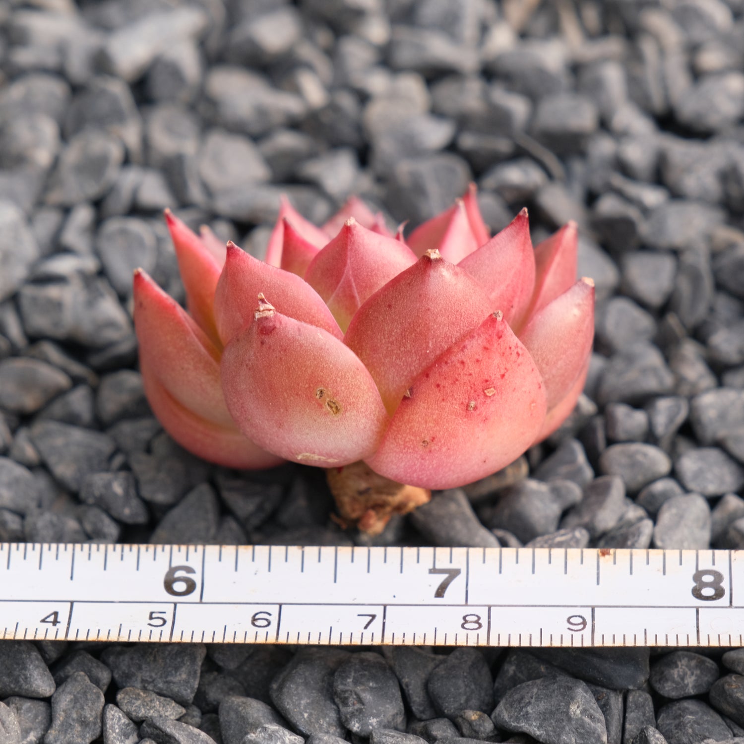 Echeveria hybrid Korean Succulent Plant