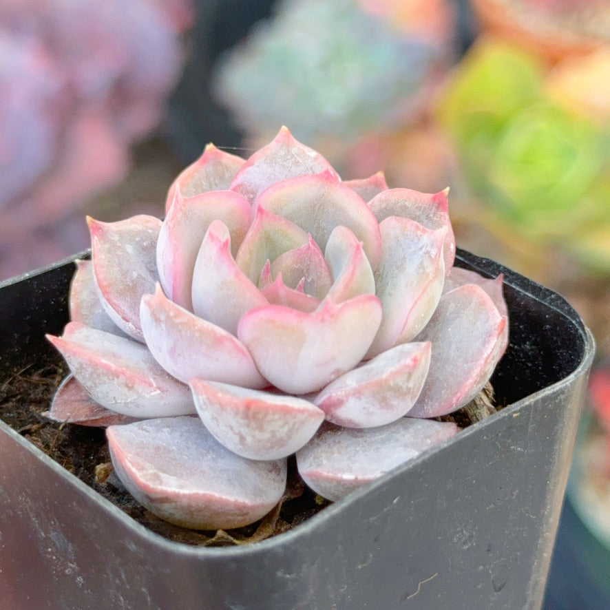 Echeveria Orion Succulent Plant