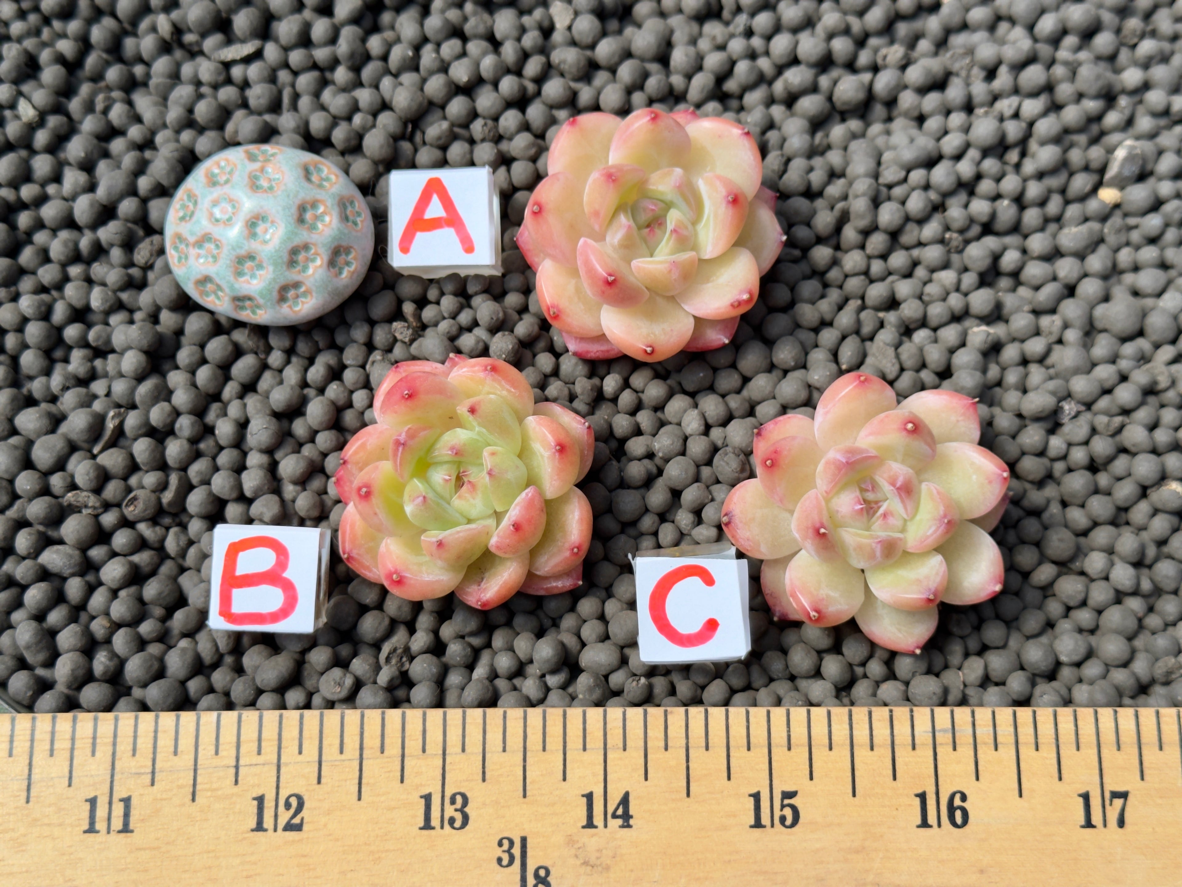 Echeveria Diamond Jelly Imported Succulent Plant