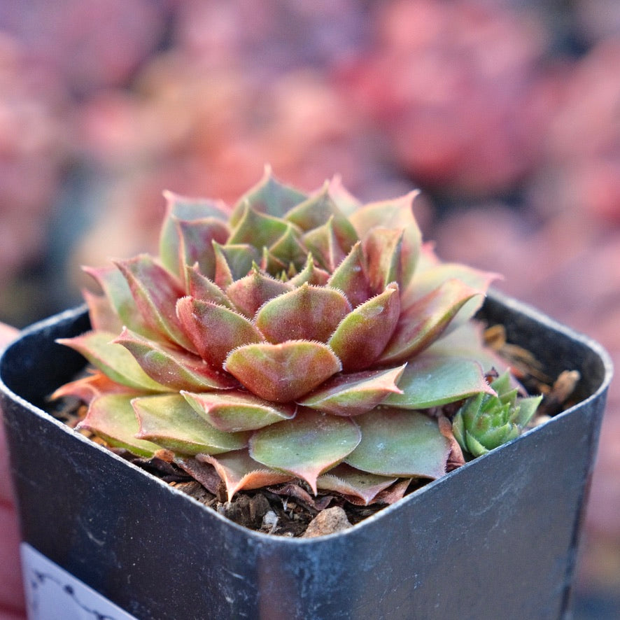 Sempervivum Jungle Fire Succulent Plant