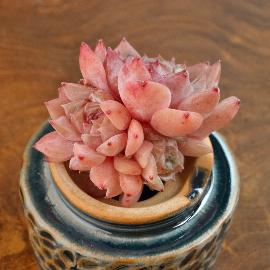 Echeveria Pink Amber triple Imported Succulent Plant