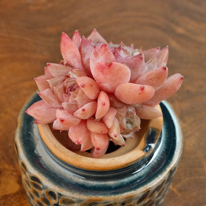 Echeveria Pink Amber triple Imported Succulent Plant