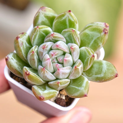 sugar jelly succulent Echeveria Snowflake Jelly Korean Succulent Plant – Succielife