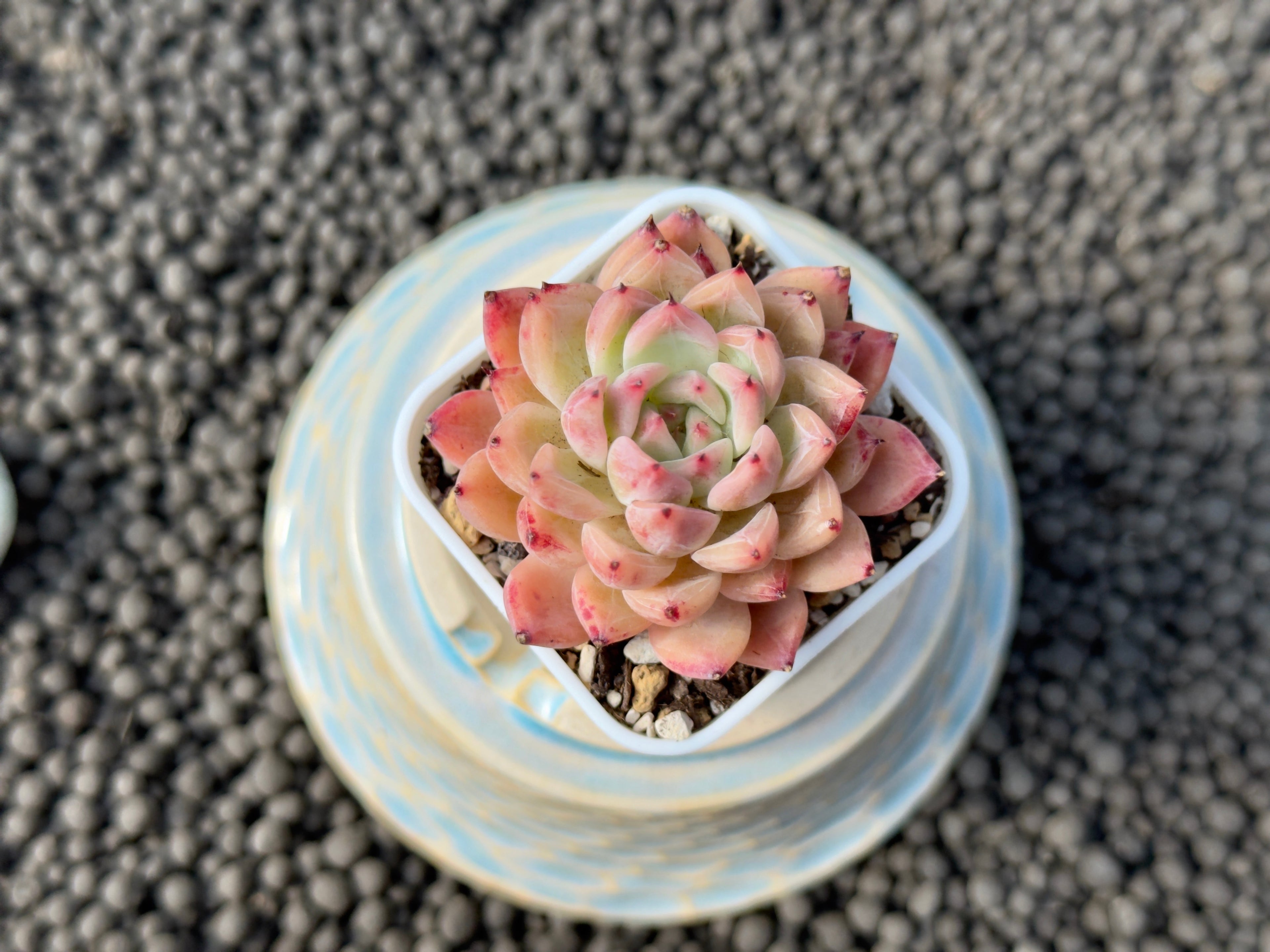 Echeveria Incredible Korean Succulent Plant Hwaga Hybrid