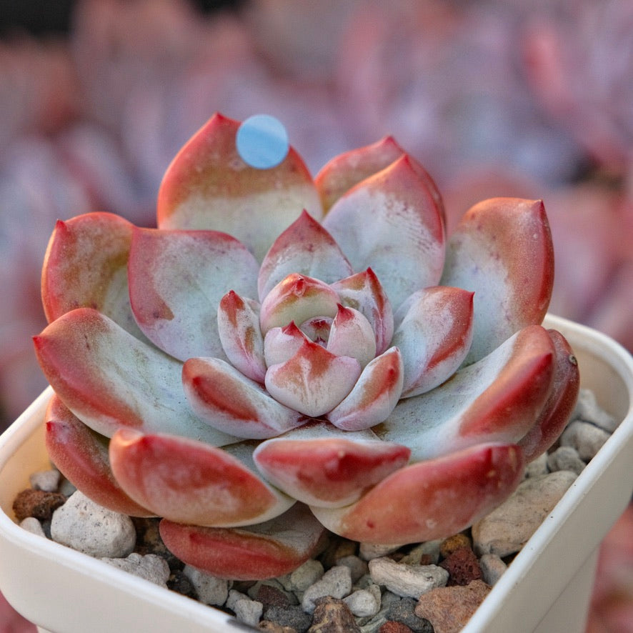 Echeveria Angel Eye Korean Succulent Plant