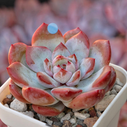 Echeveria Angel Eye Korean Succulent Plant