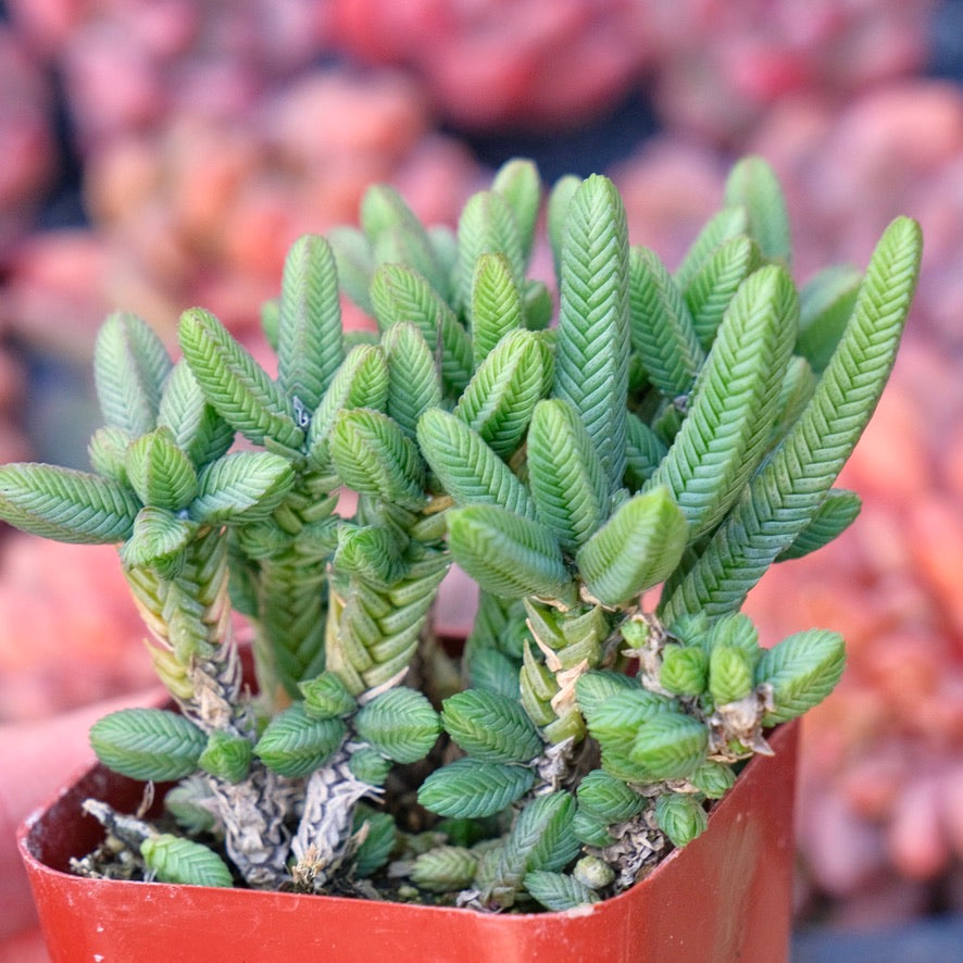 Crassula Watch Chain Succulent Plant