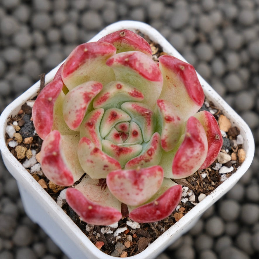 Echeveria Artemis Korean Succulent Plant Hwaga Hybrid