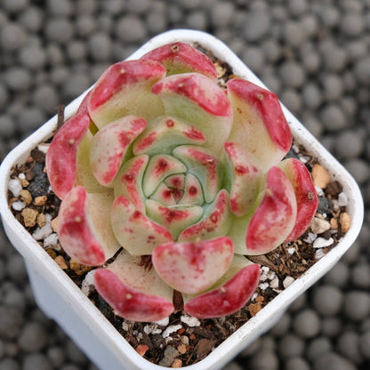 Echeveria Artemis Korean Succulent Plant Hwaga Hybrid