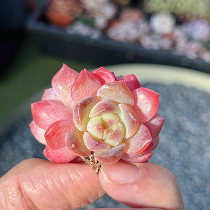 Echeveria Rosé Succulent Plant D