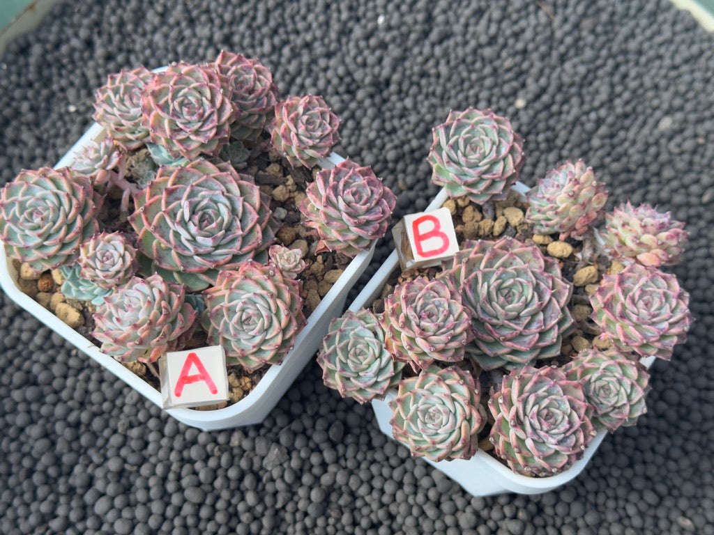 Echeveria Halbingeri Imported Succulent Plant