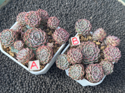 Echeveria Halbingeri Imported Succulent Plant