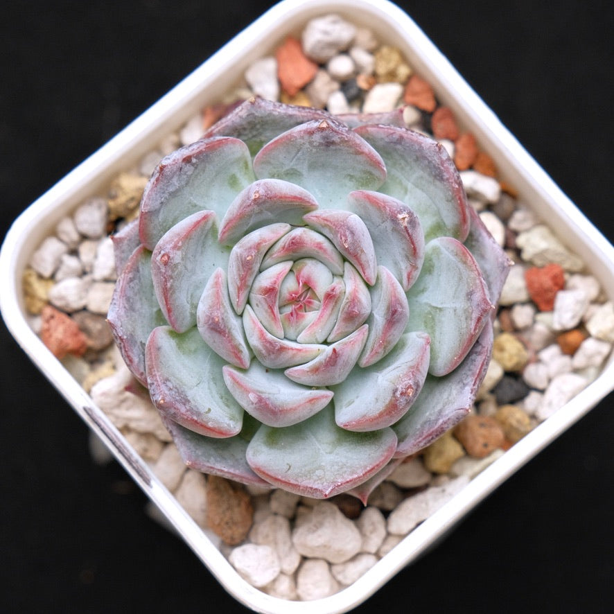 Echeveria Keralean hybrid Korean Succulent Plant