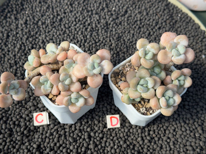 Graptosedum Snowflake Miul Imported Succulent Plant