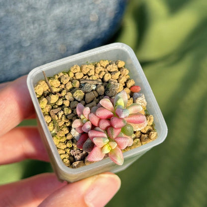 Variegated Crassula deltoidea babies Korean Succulent Plant