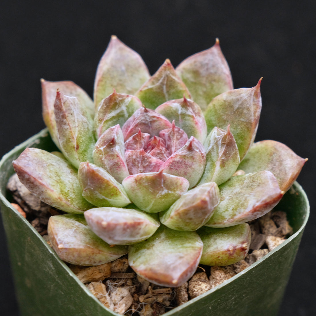 Second Gen. Echeveria Black Crystal Korean Succulent Plant