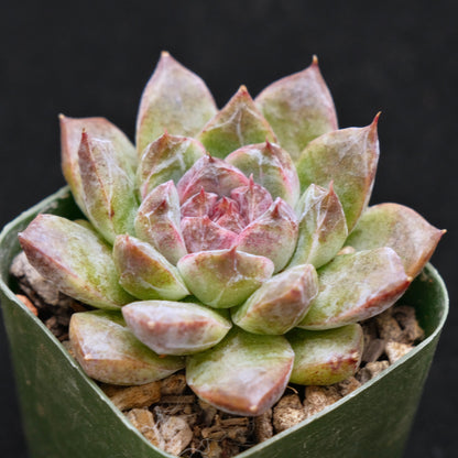 Second Gen. Echeveria Black Crystal Korean Succulent Plant