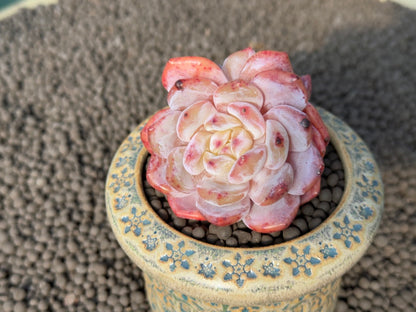 Double Echeveria Monroe Imported Succulent Plant