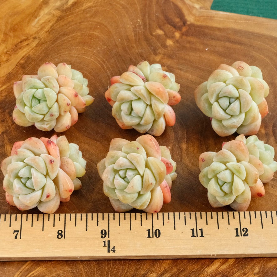 Echeveria Ice Green double Imported Succulent Plant