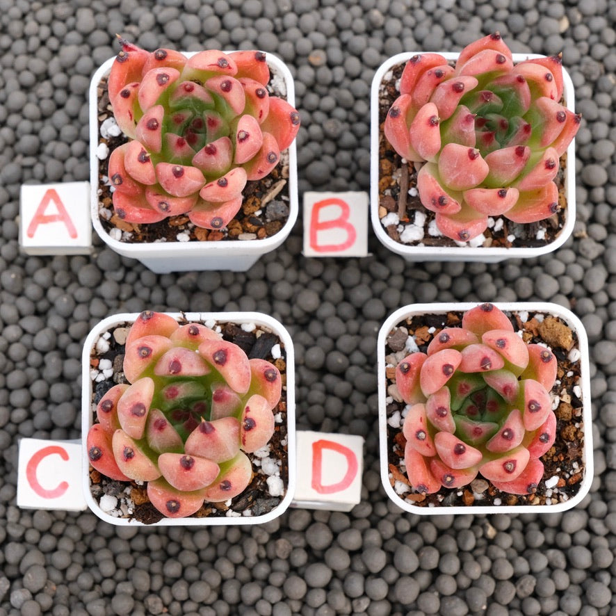 Echeveria Vanguard Korean Succulent Plant Hwaga Hybrid