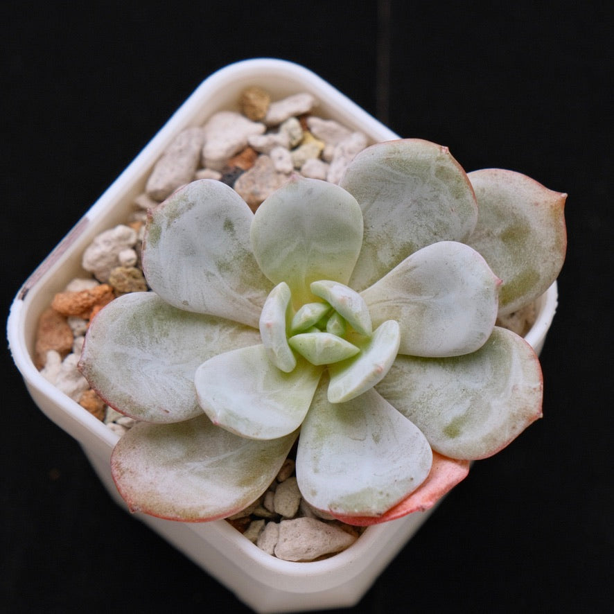 Echeveria Soul Mint Korean Succulent Plant