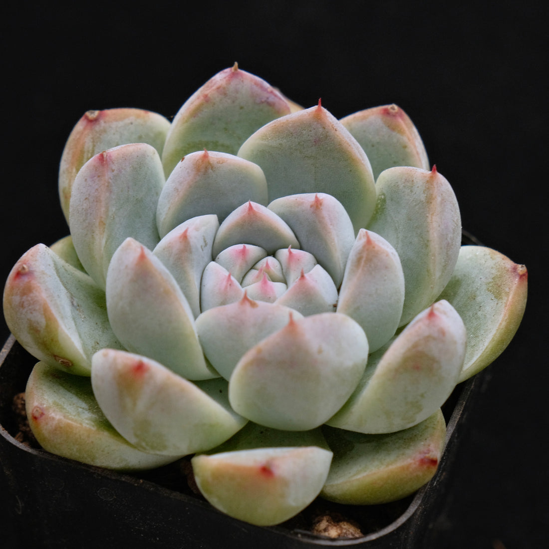 Echeveria Alba Beauty Korean Succulent Plant