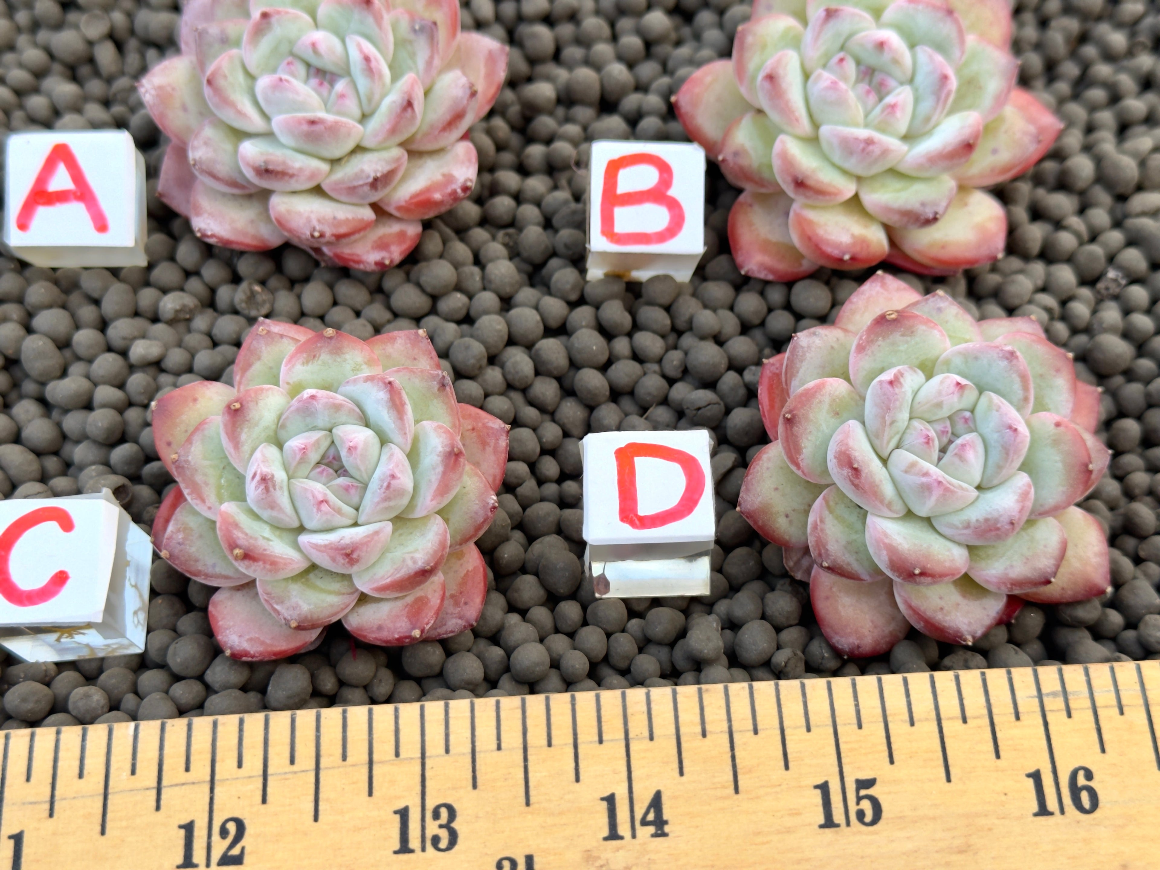 Echeveria Milk Rose Imported Succulent Plant