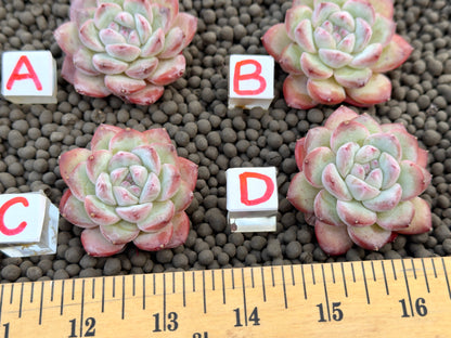 Echeveria Milk Rose Imported Succulent Plant