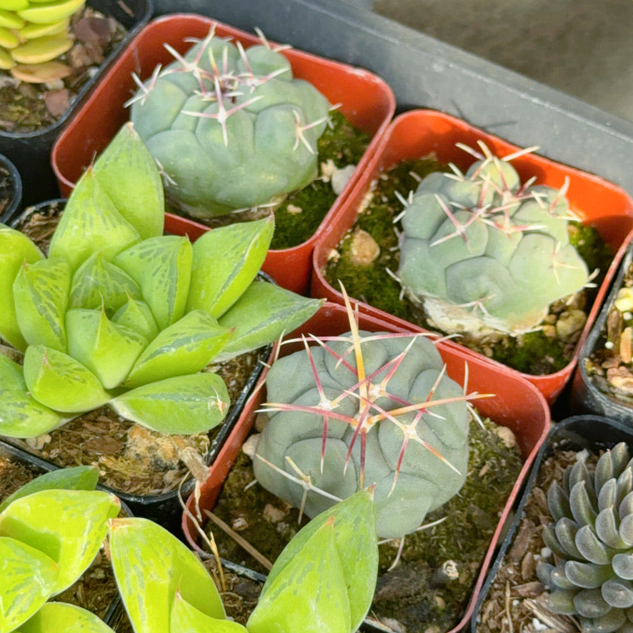 Thelocactus hexaedrophorus Succulent Plant